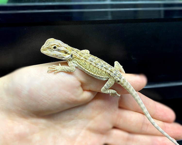 Genetic Stripe Bearded Dragon - Juvenile